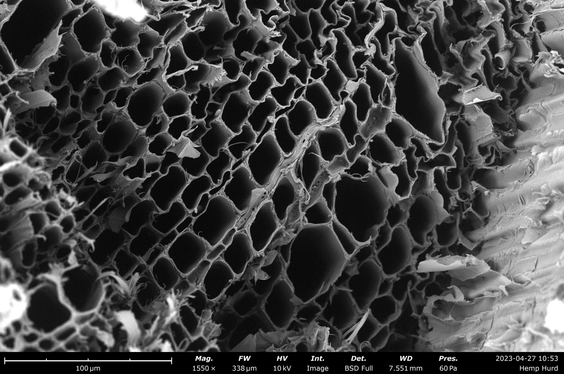 Microstructure of Hemp hurd from which I drew the inspiration for the building block/module.