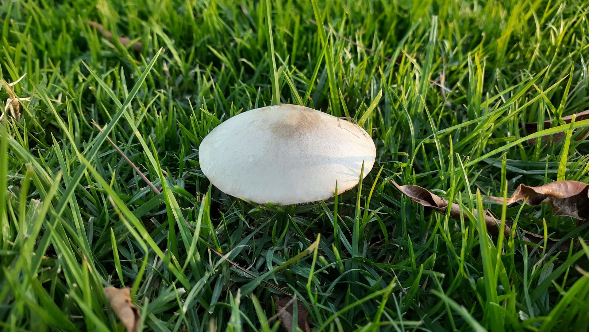 Photograph of a white mushroom against a background of grass