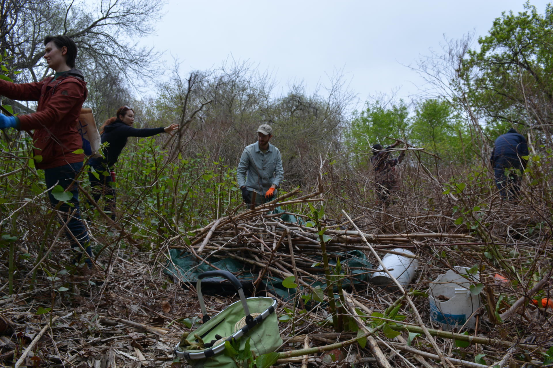 five people, in a forest of knotweed near Gano Park, actively harvesting the plant onto a tarp