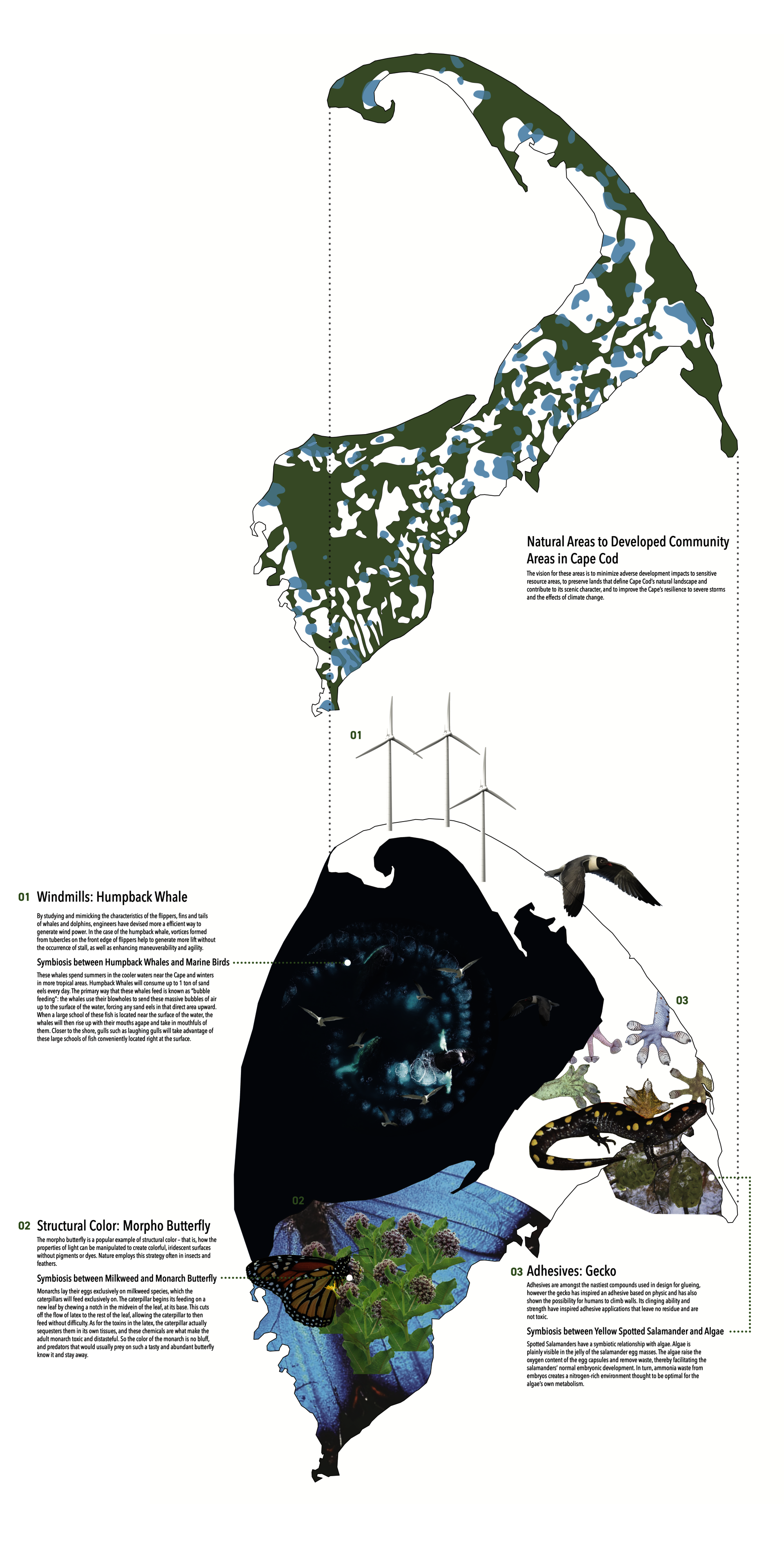 Biomimicry collage highlighting organisms and their symbiotic relationships.