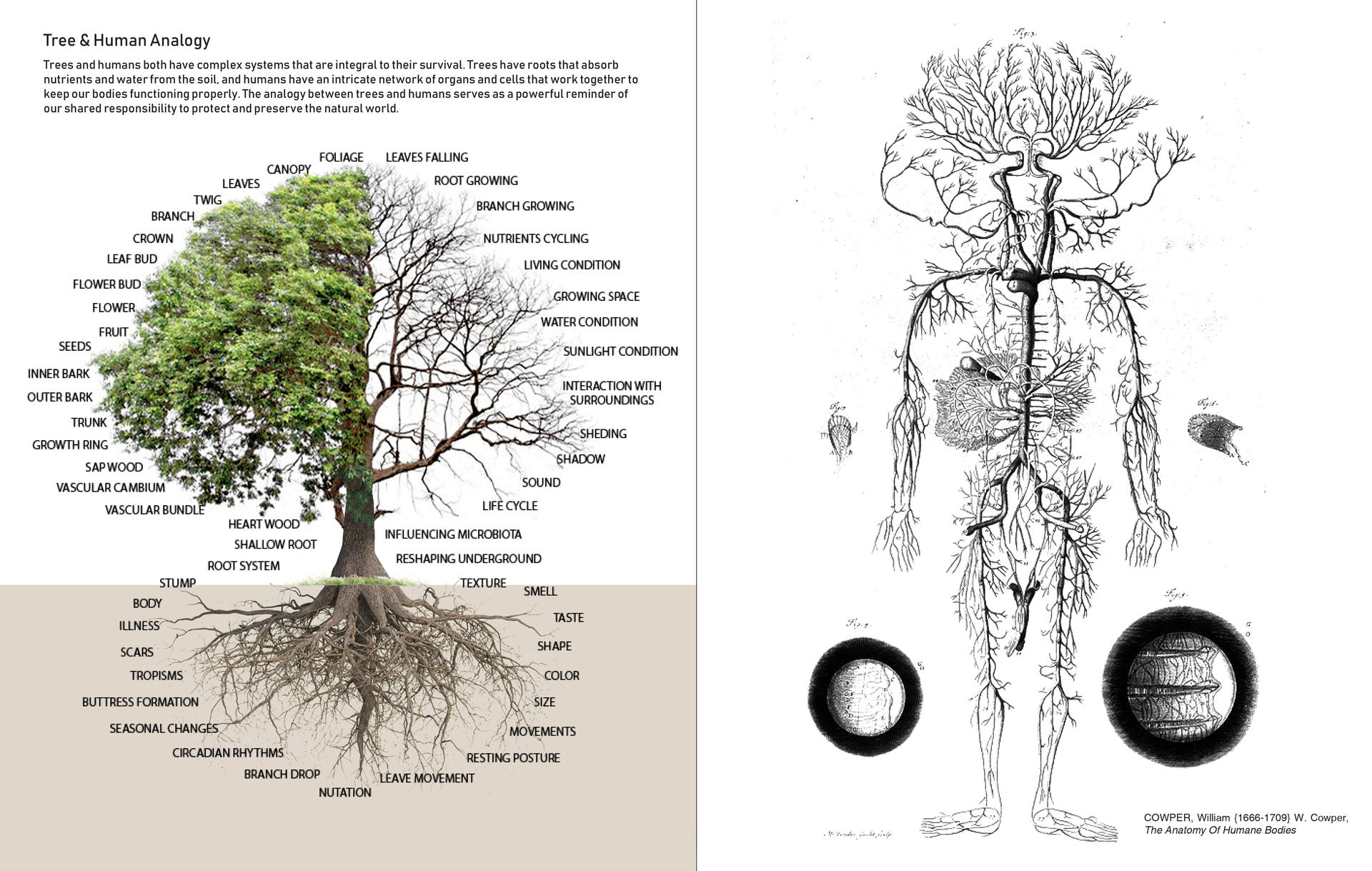 Tree & Human Analogy