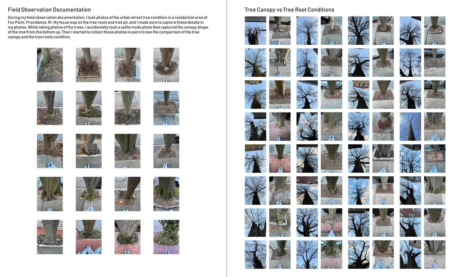 Field observation documentation of street tree canopy and street tree root conditions in pairs.