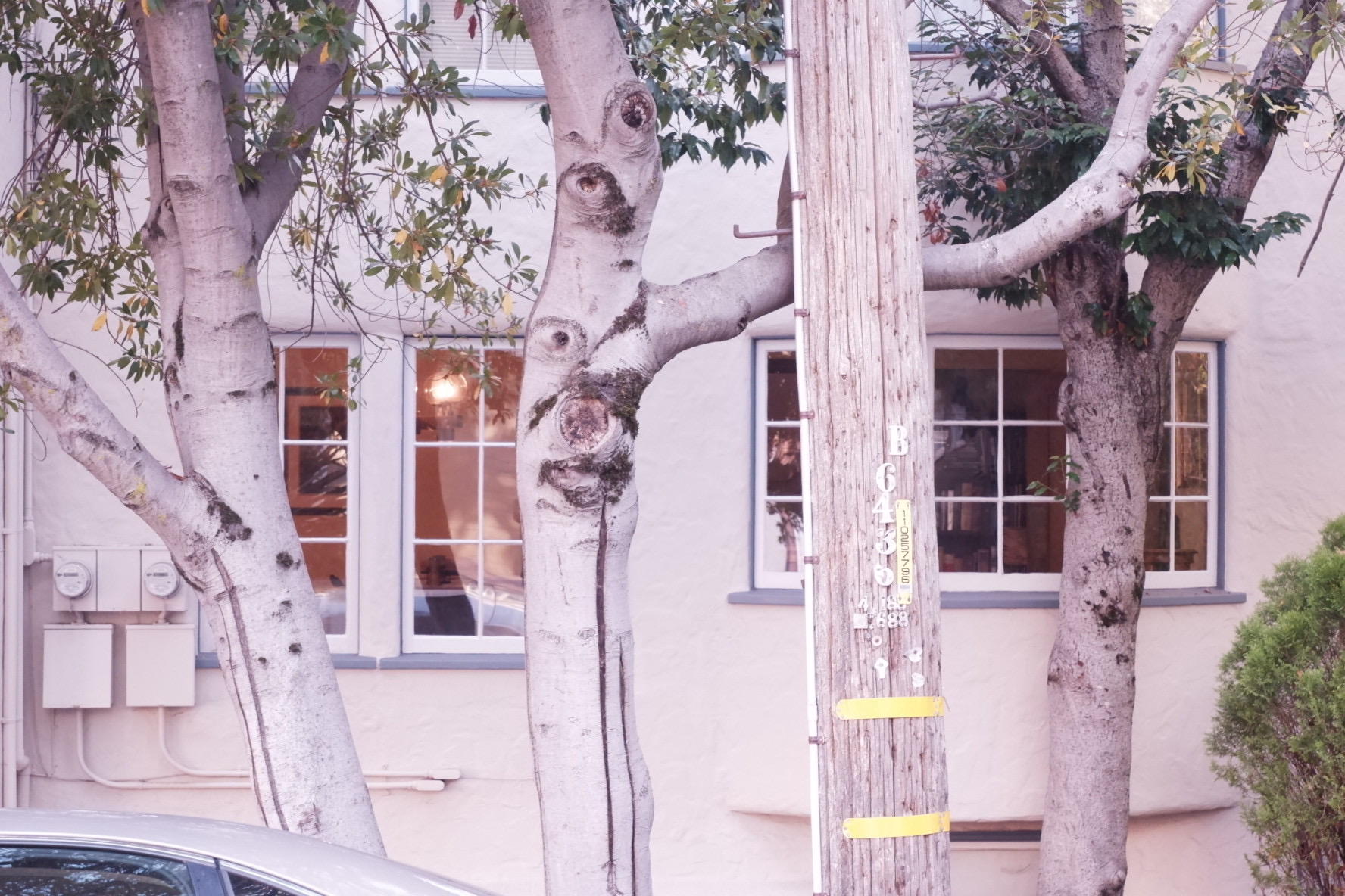 A photograph of a tree that looks uncannily like it has a face