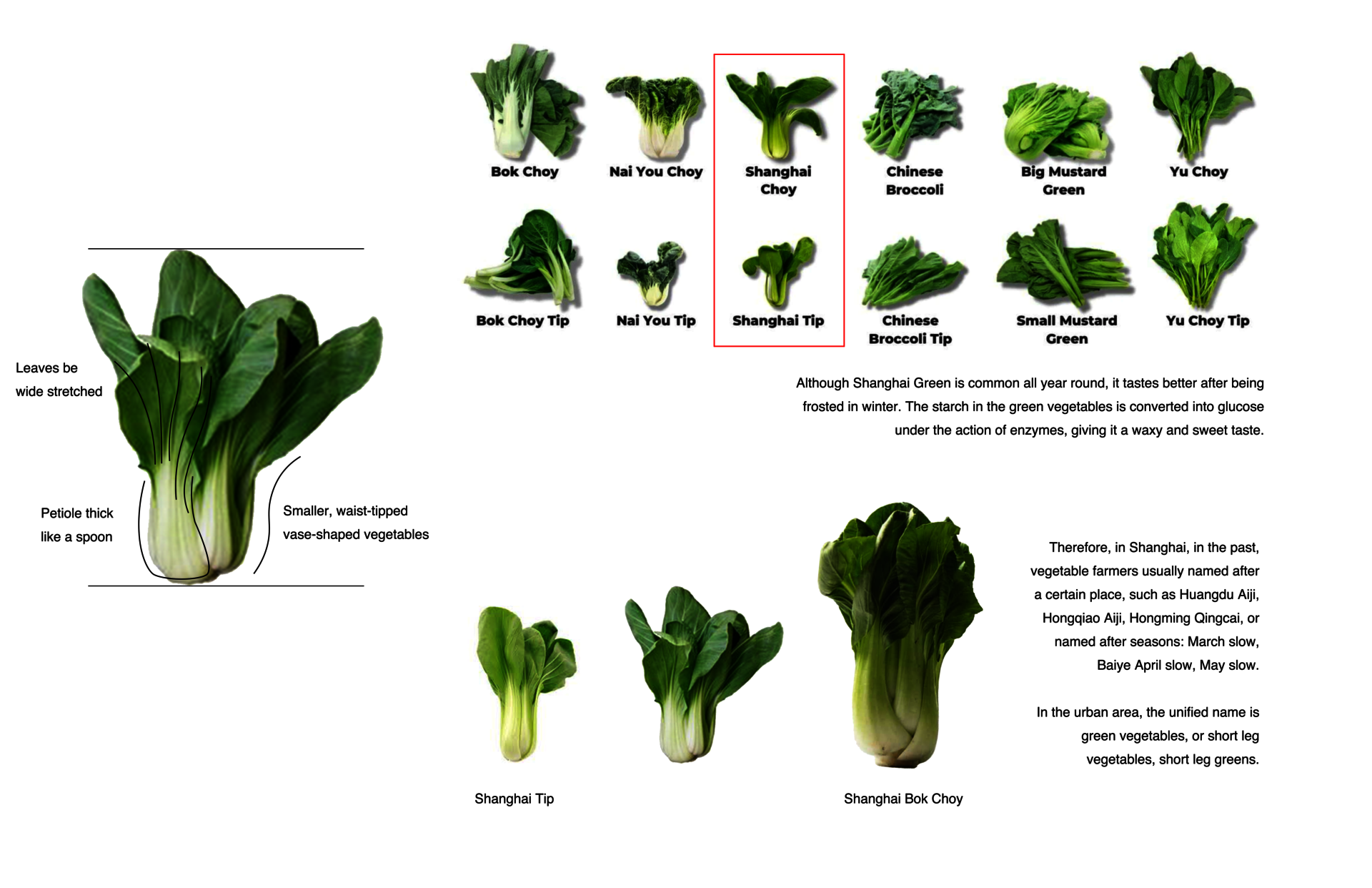 Our perception of vegetables has been changed by so-called organic companies, and the change in Shanghai Bok Choy is particularly obvious.