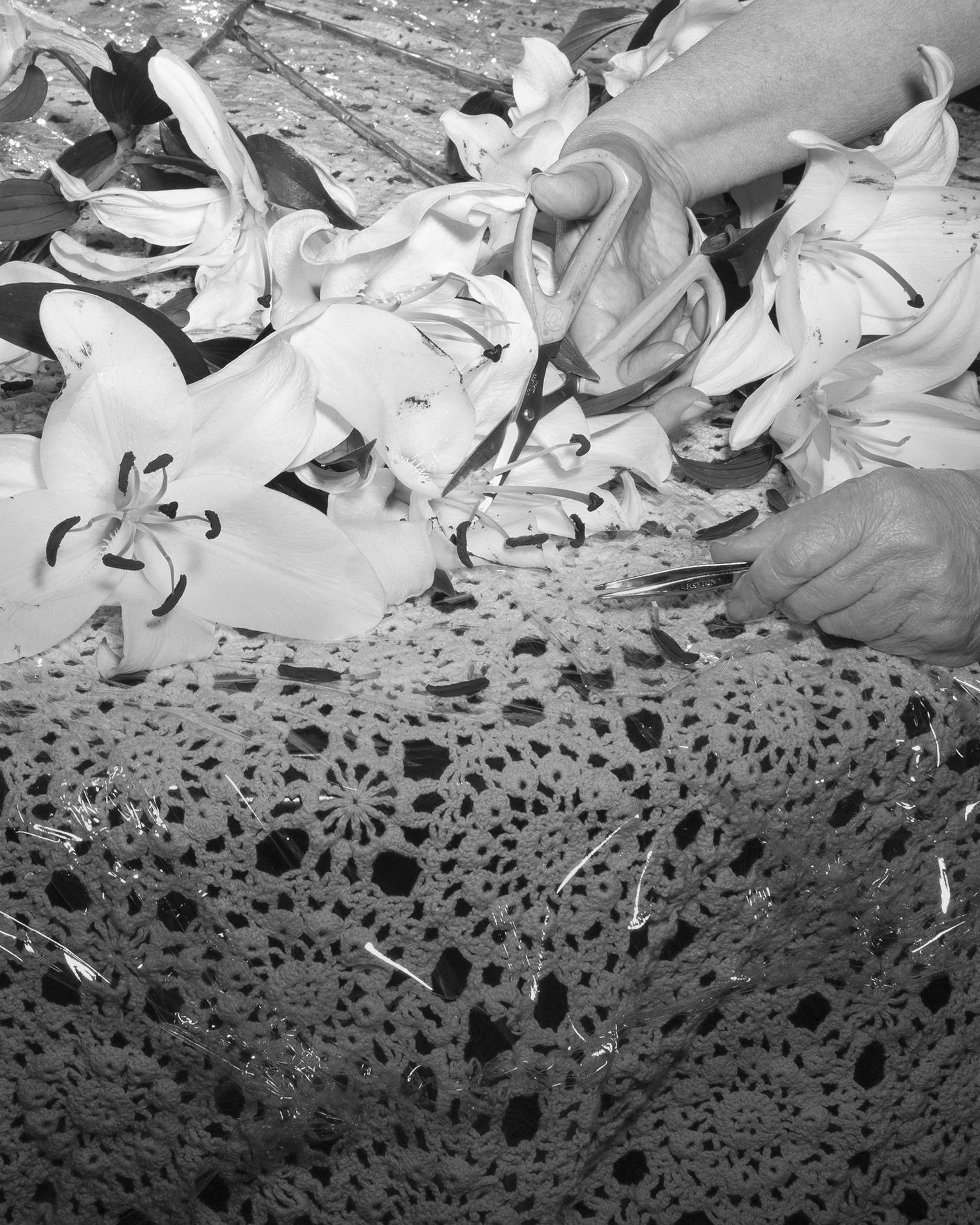 Black and white pigment print of lilies having their pestles removed on a table. 