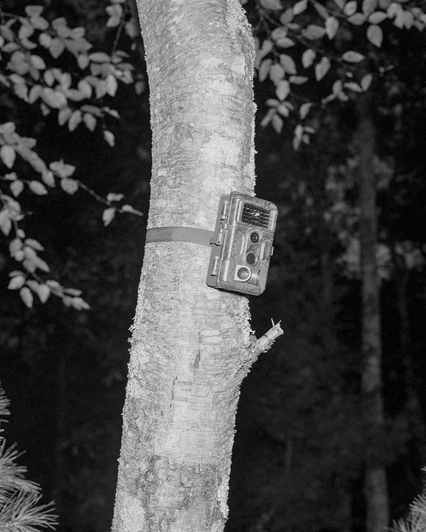 black and white photograph taken at night using flash. A trail camera is pictured in the middle of the frame, strapped to the trunk of a tree. Dark bushed and trees are just visible in the background.