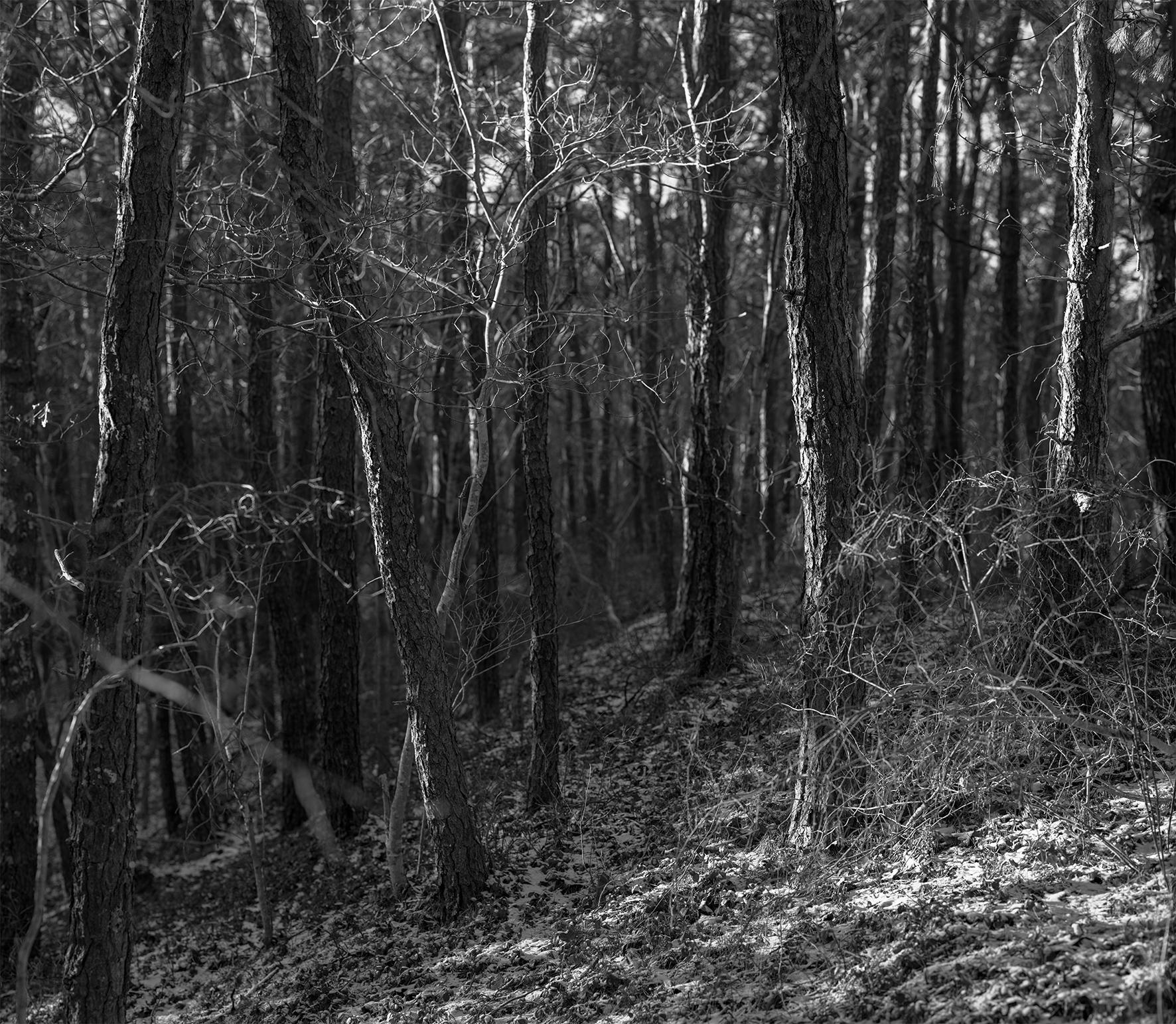 A black and white photograph of the woods in winter, with the evening sun just lighting up the sides of bar trees and the leafy foliage covering the ground.