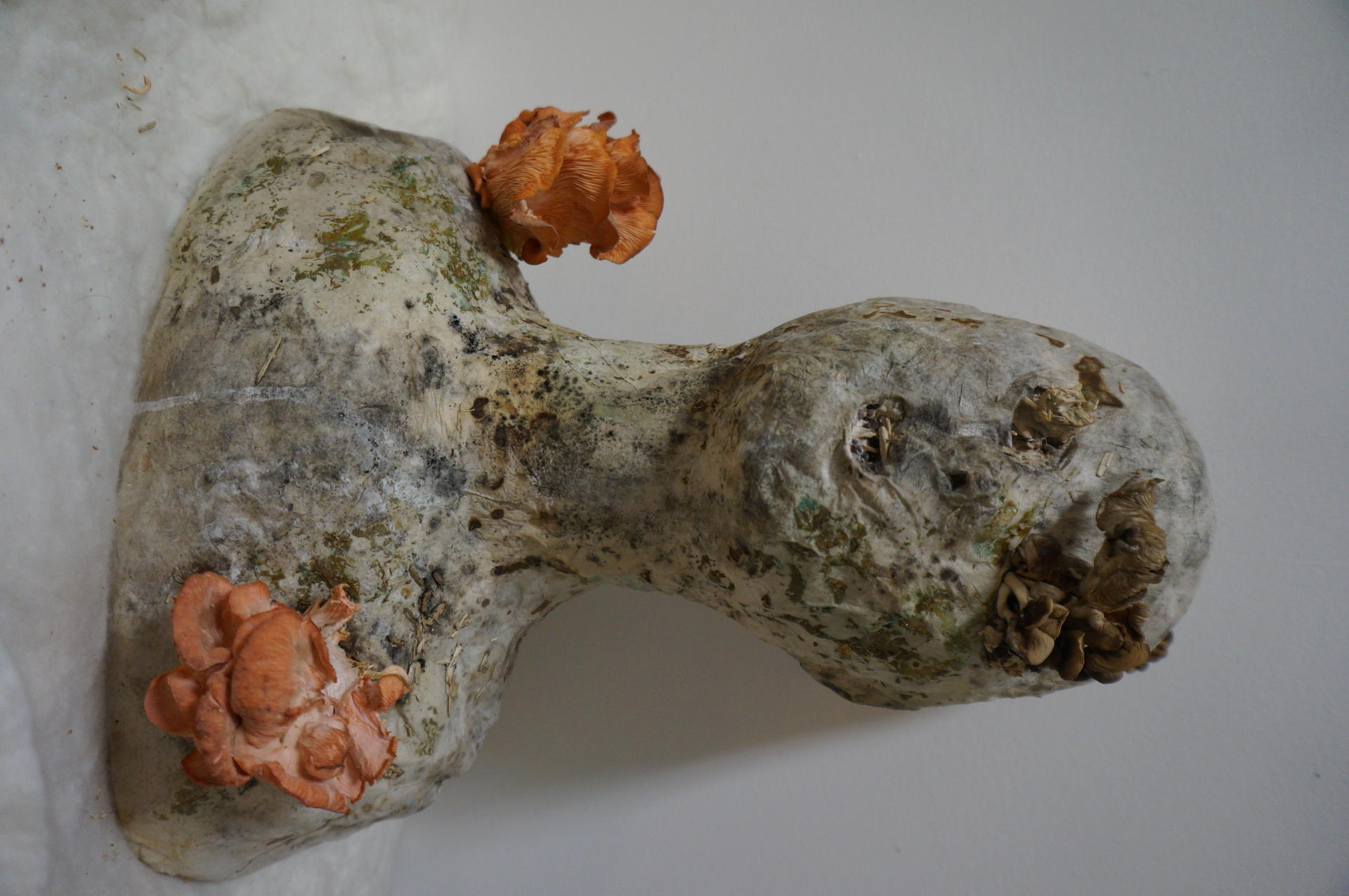 Head stuff with mycelium mushroom  emerge.