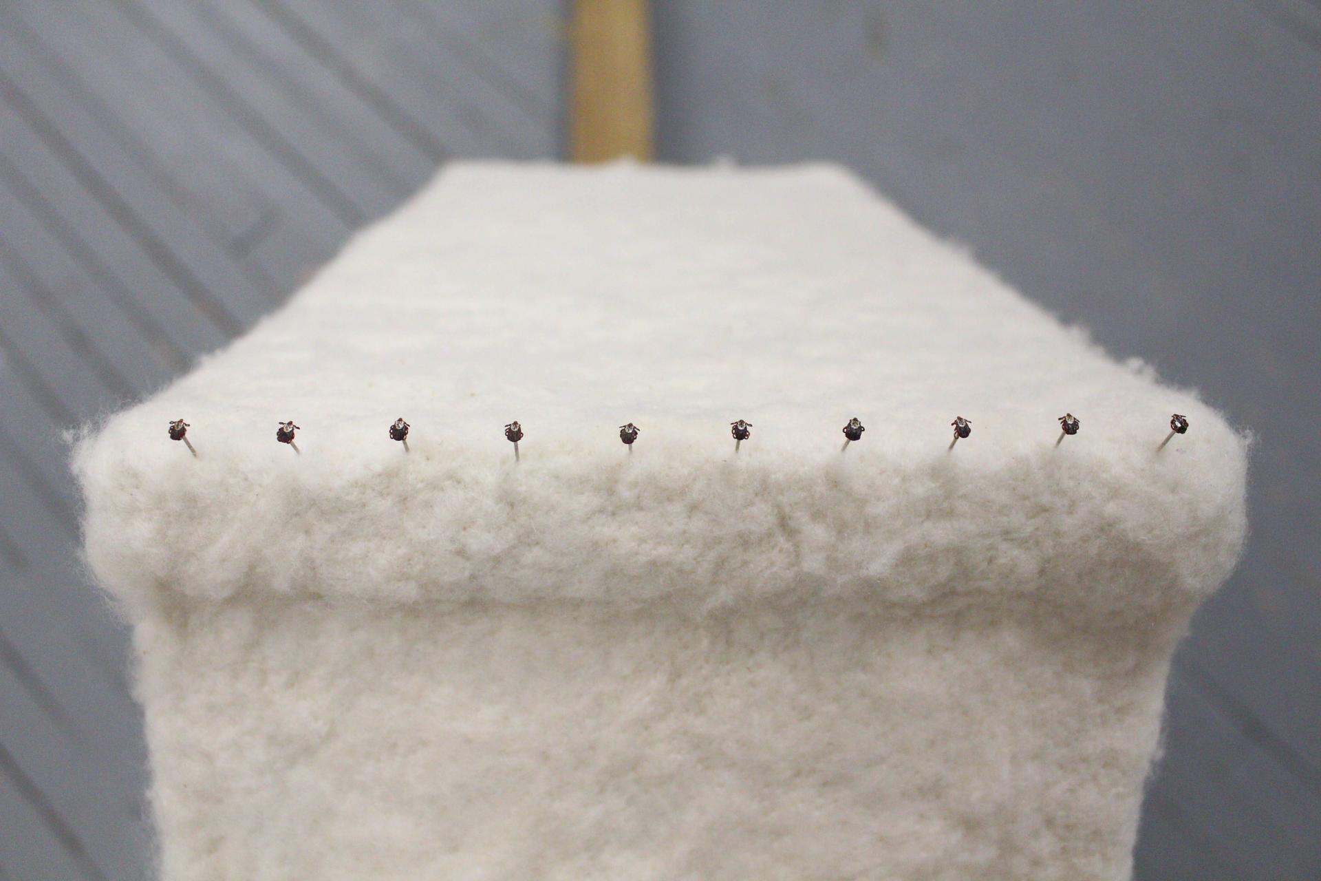 Ten dead American dog ticks, each stuck onto the head of a pin, are pinned in a row to the top of a felted cinder block. 