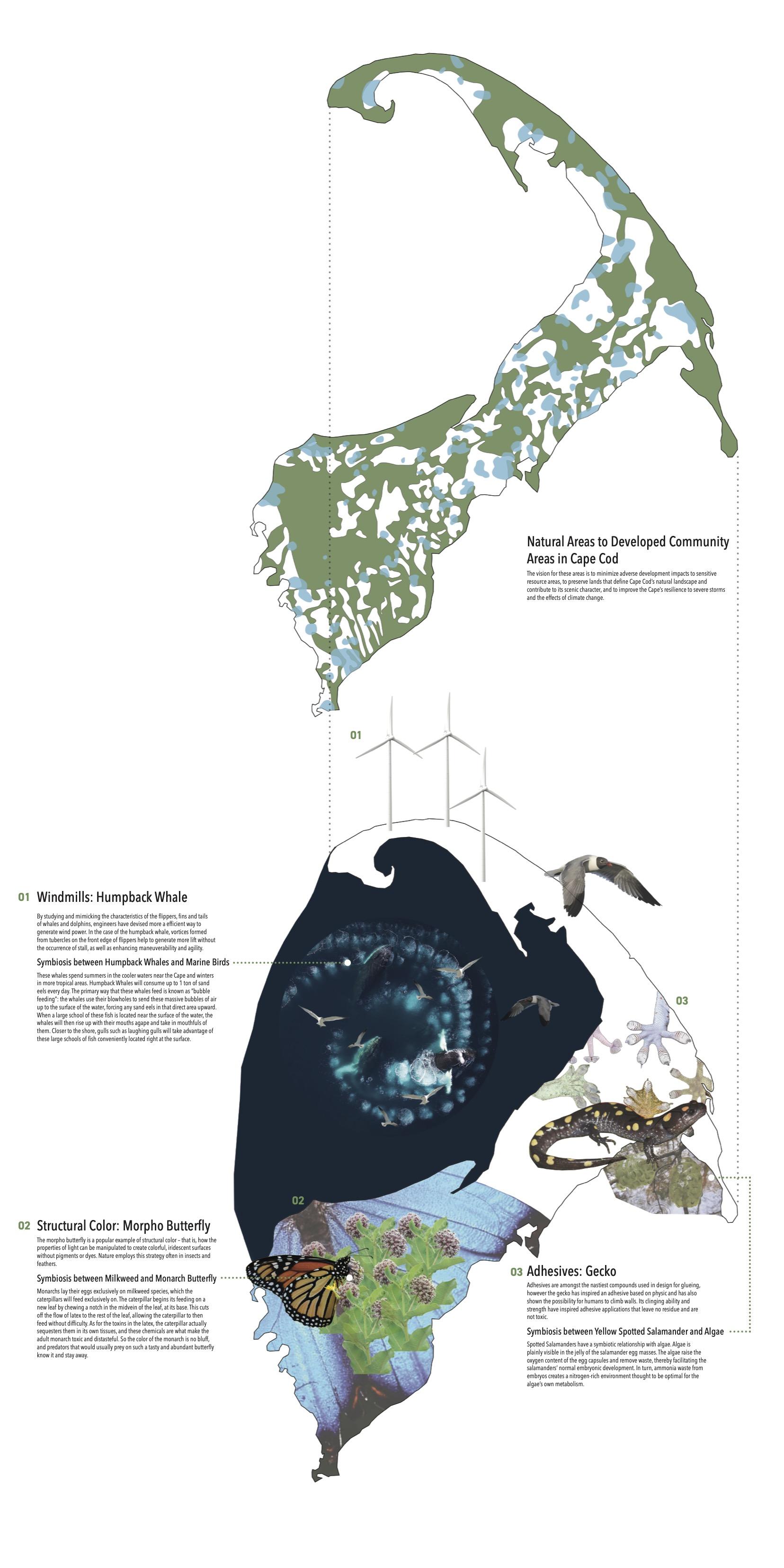 Biomimicry collage highlighting organisms and their symbiotic relationships.