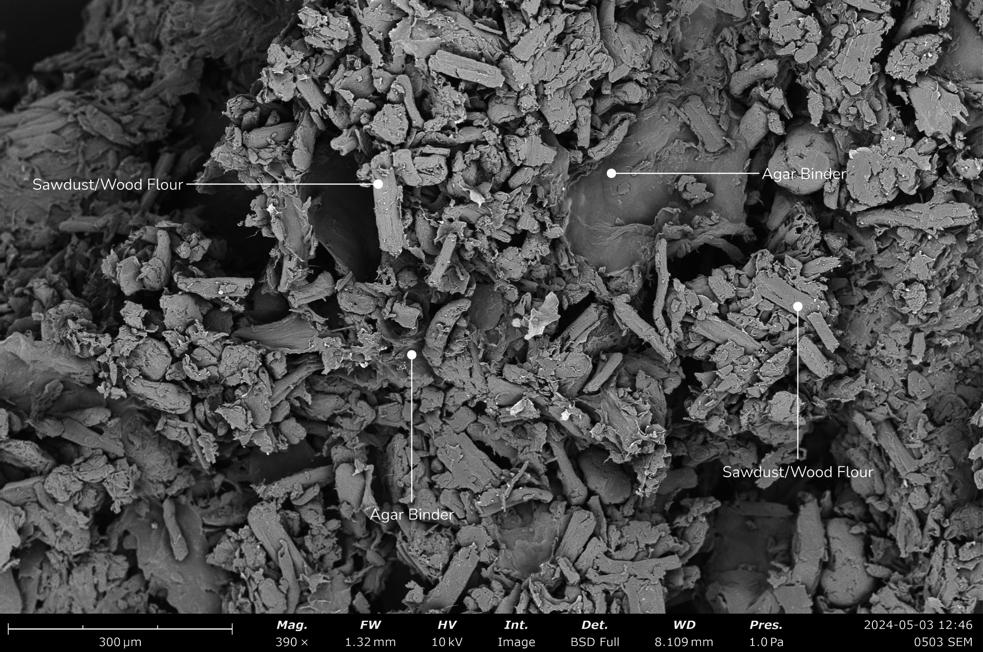The SEM photo of the sawdust-based biomaterial shows granules of wood flour bound by an agar-based polymer at a scale of 300 micrometers.