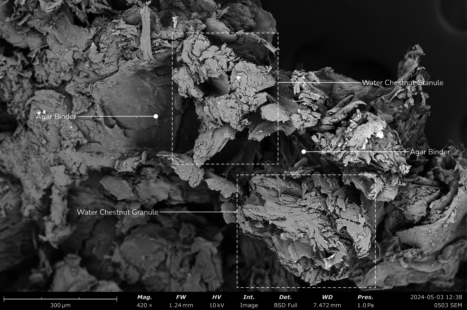 The SEM photo of the water chestnut-based biomaterial reveals granules of ground water chestnut bound by an agar-based polymer at a scale of 300 micrometers.