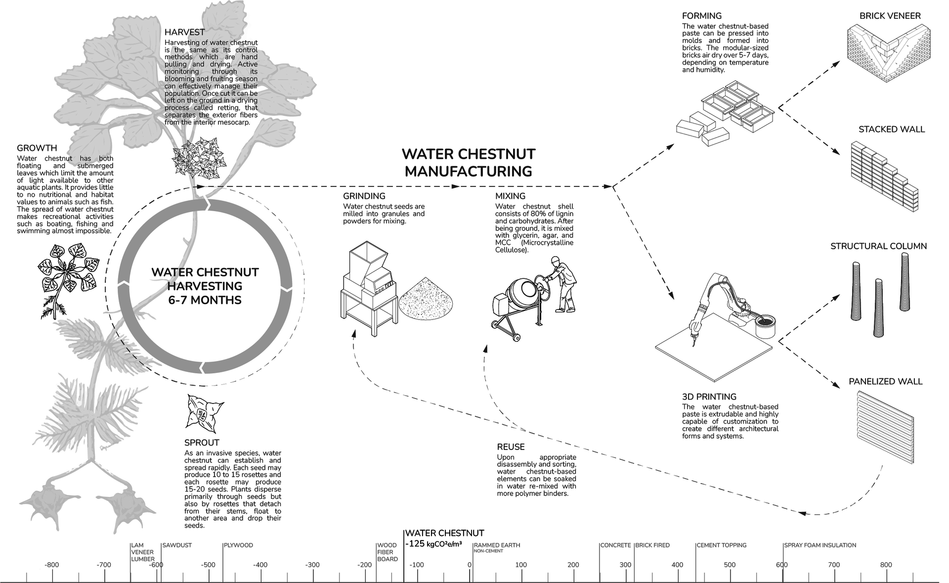 The life cycle diagram illustrates water chestnut growth and harvest, its manufacturing process (grinding and mixing), potential architectural applications, and an estimated scale of its carbon sequestration ability.