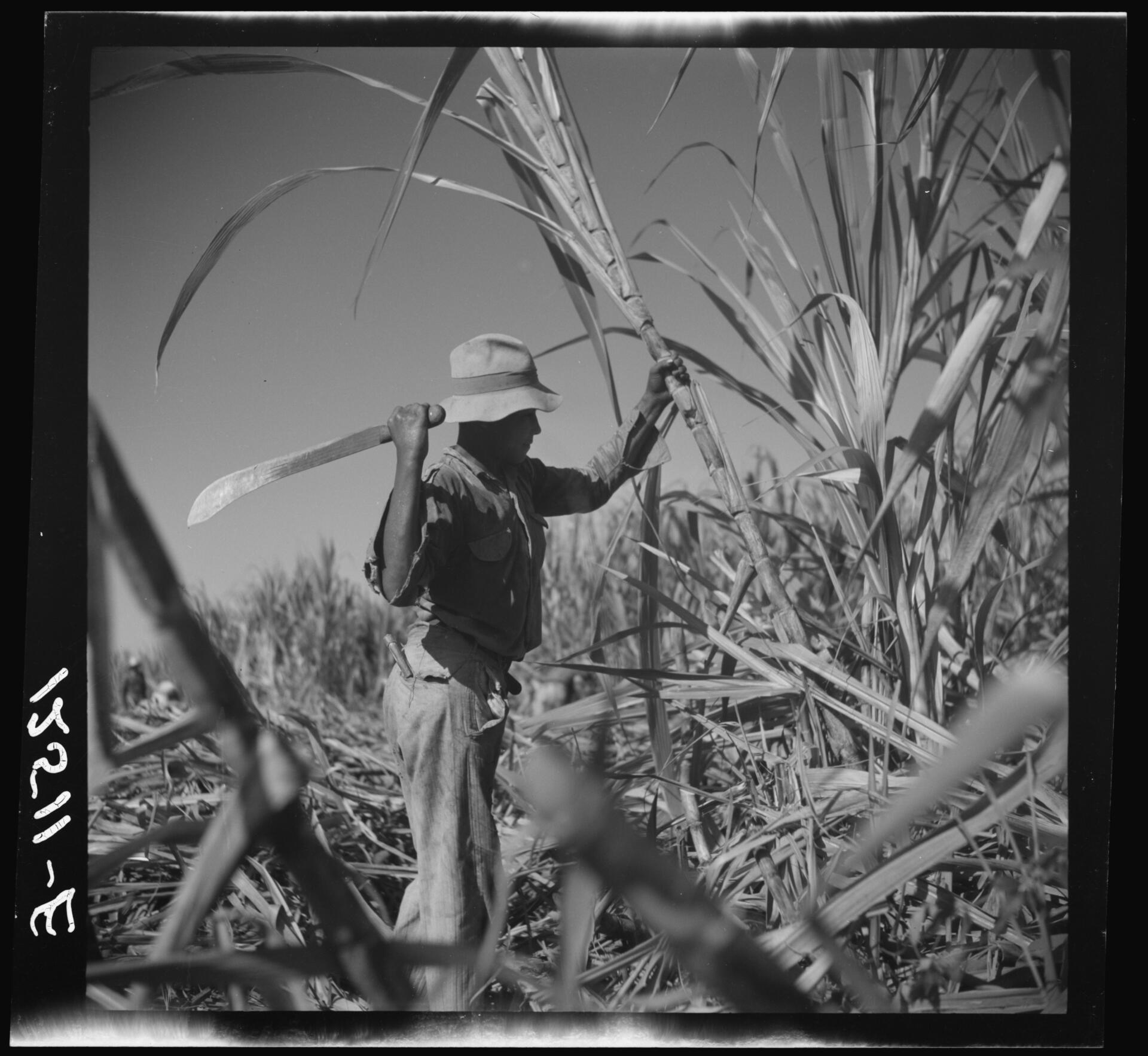 Jíbaro, sugar cane worker photograph by Jack Delano. 