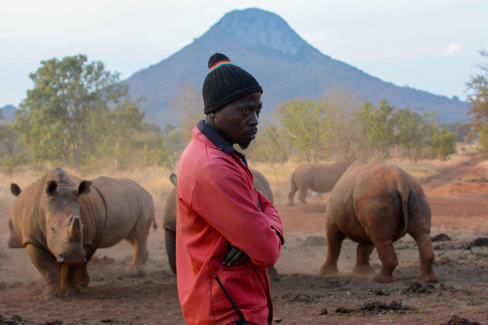 A man guards a herd of rhino on a private farm.