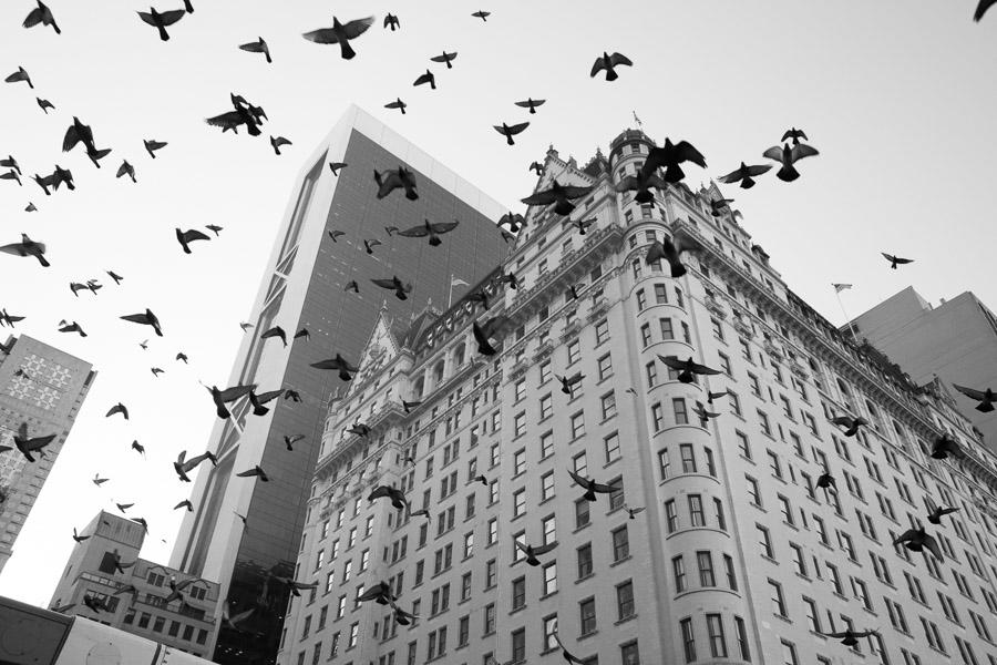 Birds in City Photo: James Maher