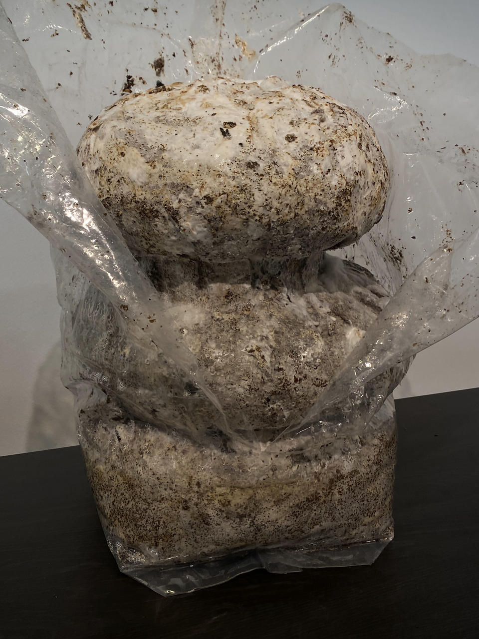 Mycelium Stool