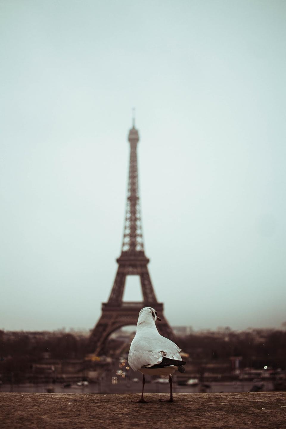 Photo: Bird In Paris by Leonardo Mazo