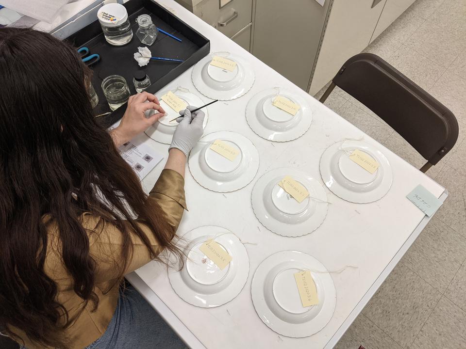 Looking over the shoulder of a young person working at a table. They are labeling white ceramic dishes.