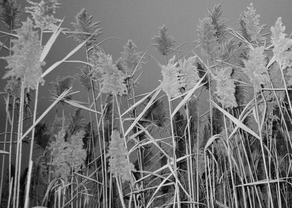 towering reeds lit by flash, all staring