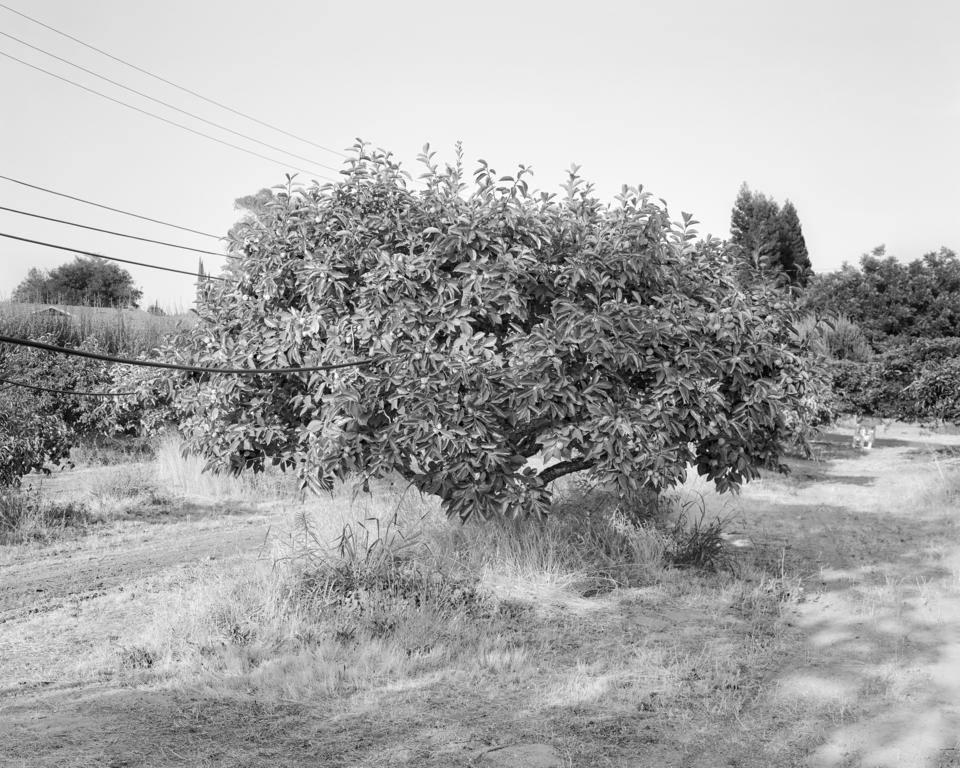 A black-and-white photograph of a fruiting persimmon tree in late afternoon sun.