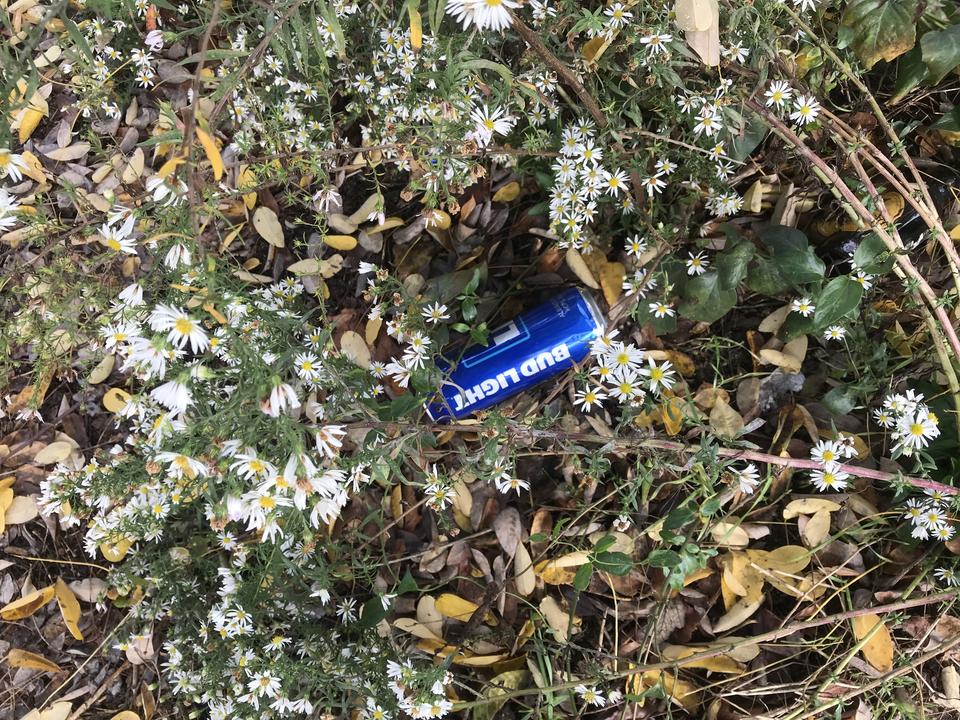 A blue Bud Light can lays among yellow and white flowers and green and brown leaves.