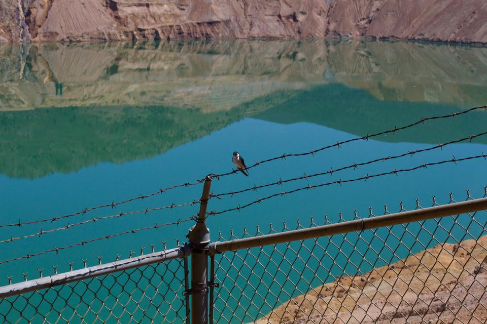 A small songbird with a white stomach and green back perches on a chainlink fence. Behind the bird, the flooded Berkeley Pit copper mine reflects the Continental Divide above. The color of the water and the open-pit walls are unnaturally vivid.