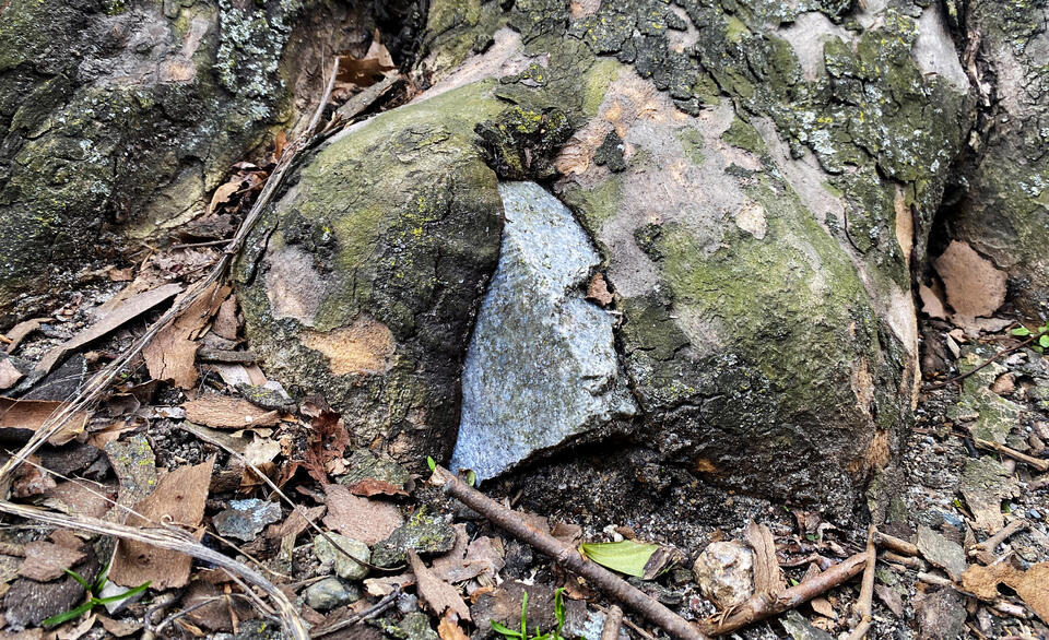 A photograph of a tree that has grown around a stone. 