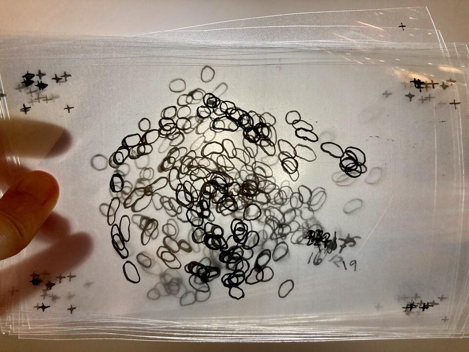 Many animation frames drawn on sheets of transparency are held up to the light. The small ink shapes are seen colliding through these transparent layers. The frames are numbered.