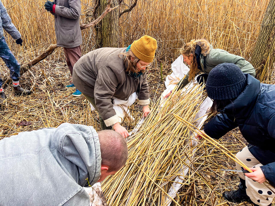 People gathered, harvesting Phragmites at the RISD Farm