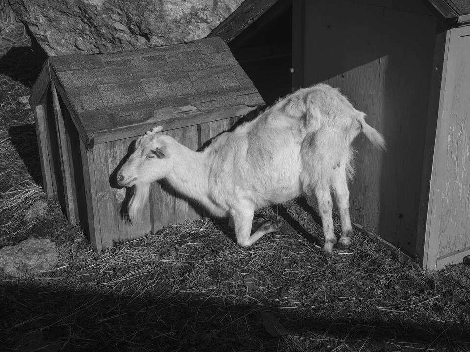 Black and white photograph of a goat sitting in the sun, laying down only on its first legs, surrounded by geometric shapes and shadows