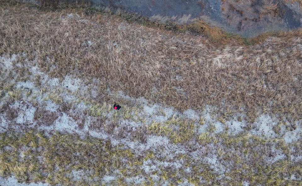Drone footage of a person walking on a salt marsh.