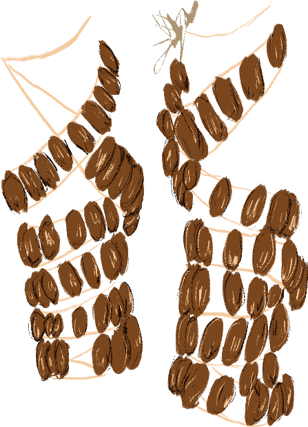 A pair of leg rattles, made from dried seed pods, are wrapped around invisible leg in a dance position. Pods are positioned as if the dancer has left foot slightly in front of right.