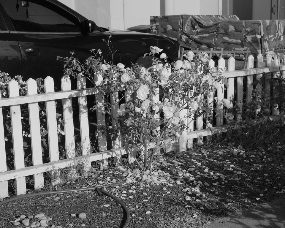 A black-and-white image of a brightly lit picket fence and a ragged rose bush in the dark of night. In the background is a camo tarp and black SUV. 