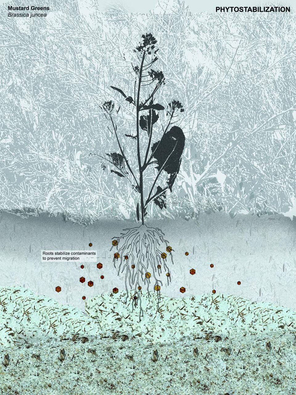 Mustard greens grow from contaminated soil, depicted with pulp textures. Their roots are shown stabilizing dioxins.