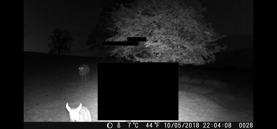 Black and white mage of sheep in a field from field camera overlaid with black marks, as if document redactions