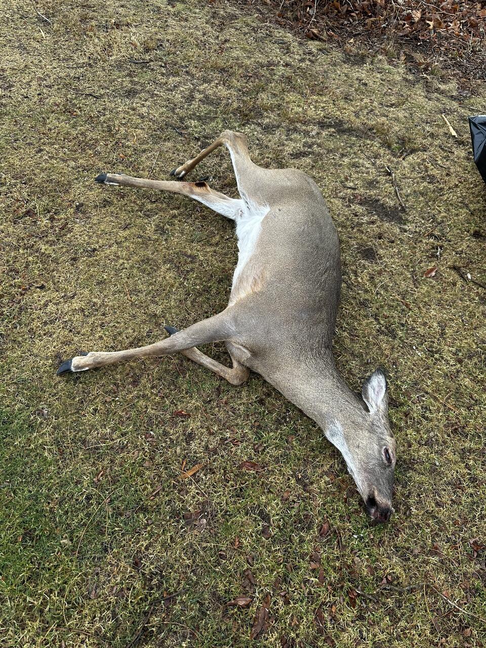 Roadkilled white-tailed deer found by the artist