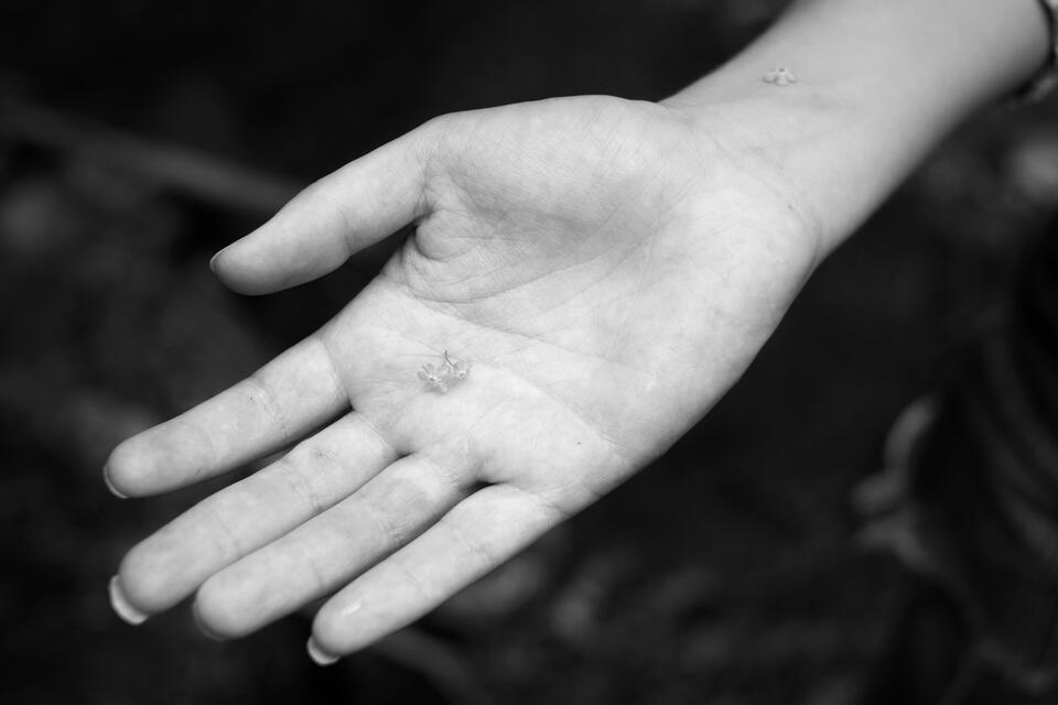 A black and white image of a woman's hand, holding two forget me not flowers.
