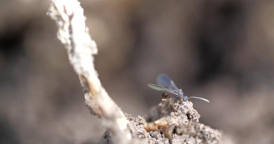 Screenshot of Liminal, 2009, by Peruvian filmmaker Maya Watanabe